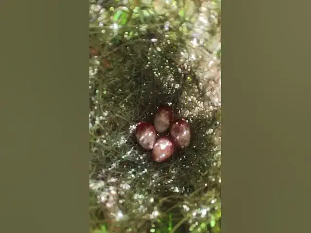 Video thumbnail for Egg Grown Bird Growth Ep#0101 #bird #wildbirdlife #babyanimal #aquarium #birdlife #birds  #wildb