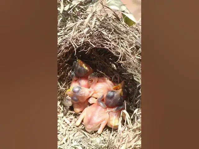 Video thumbnail for The Babies Bird  #birdwatching #nature #birdparents #birdspotting #birdslover #birds #birdwatchingli