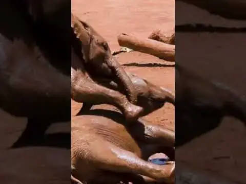 Video thumbnail for Elephants playing in the mud #Shorts