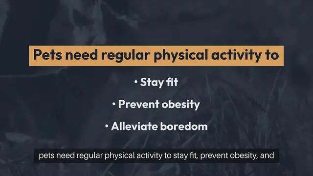 Video thumbnail for Pet Exercise Equipment