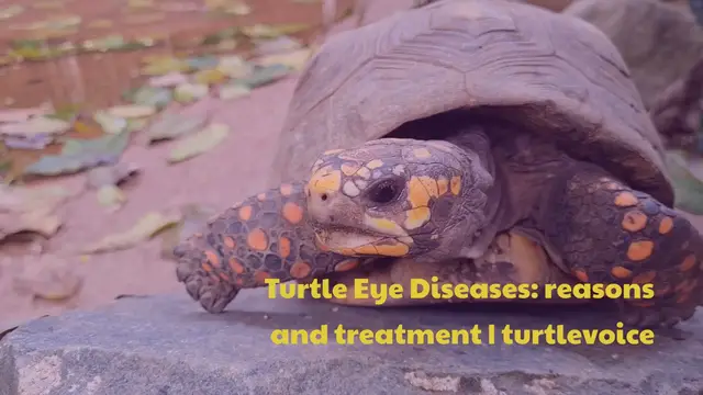 'Video thumbnail for Turtle Eye Diseases'