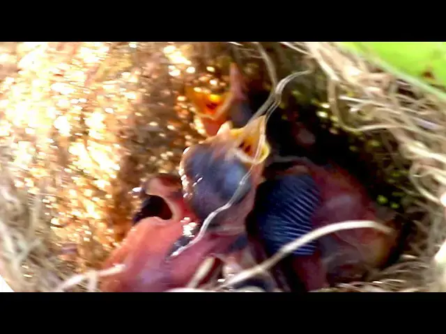 Video thumbnail for Adorable Yellow Bird Family: Feeding Time in the Nest // Hatchling: Sparrow Waits  @ViralBirdNest