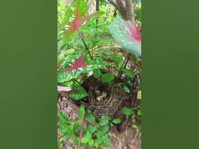 Video thumbnail for #topbird #Stripethroated #Bulbul #Feeding #BabyBirds #inNest #Heartwarming #WildlifeClip #birdslover