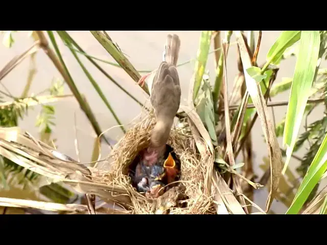 Video thumbnail for Babies Grown Bird Cries Eat Food After Mother back catch Insect