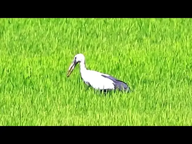 Video thumbnail for All Gain Bird FindCatch Snail or Fish At Field