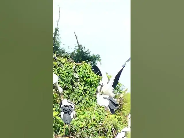 Video thumbnail for Wow All Bird   #birdspecies #birdslover #finchbird #birdlist #nature #birdtypes #birdsound  #birdsou