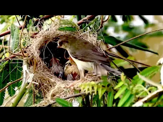 'Video thumbnail for Undernest wild mother's bird crie feed baby'