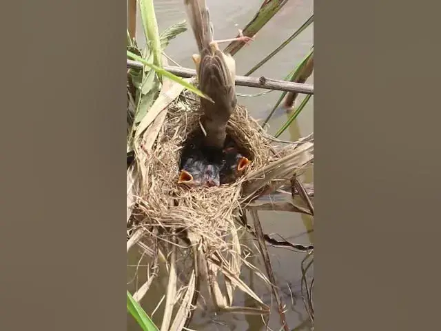 Video thumbnail for BirdBehavior #Avian #Feast #Mealtime #NestLife #BirdBehavior #BirdFeeding #Bird #Hungry #Eat #Food