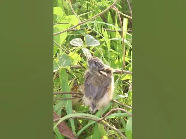 Video thumbnail for #topbird #Stripethroated #Bulbul #Feeding #BabyBirds #inNest #Heartwarming #WildlifeClip #babybird