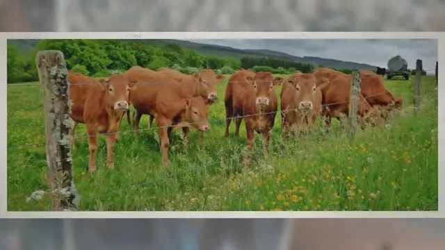 Video thumbnail for How Many Stomachs Does a Cow Have?