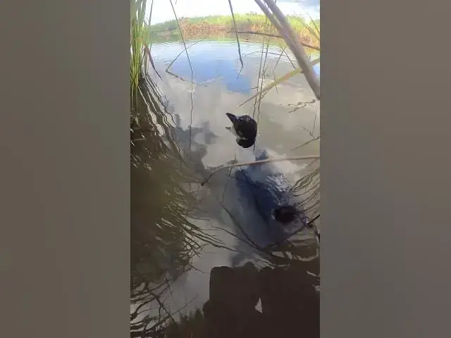 Video thumbnail for Top Duck of wild #birdssinging #birdstalking #babybird #growthstages #budgie #growth #stages