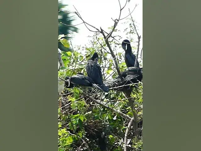 Video thumbnail for The Nest of Bird Wild  #wildbird #nature #finchbird #birdlist #wildlife #finchbabies #birdspecies