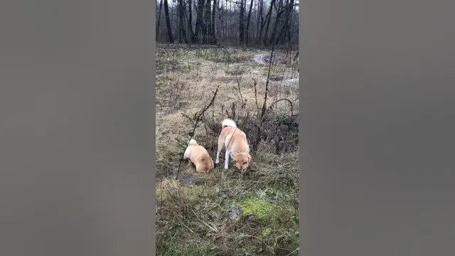 Video thumbnail for Is Husky a Dog or Wolf?