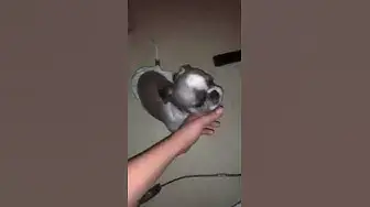 Video thumbnail for My Shih Tzu is begging me to go outside and play 🥹