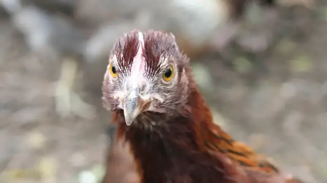 Video thumbnail for What Is A Pullet?