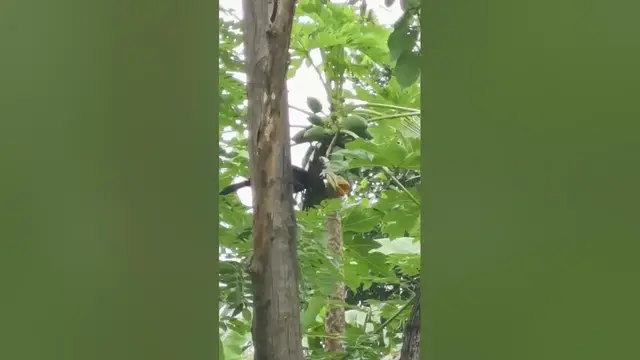 Video thumbnail for Malabar Pied Hornbill eating papayas #shorts