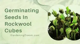 Video thumbnail for Germinating Seeds In Rockwool Cubes