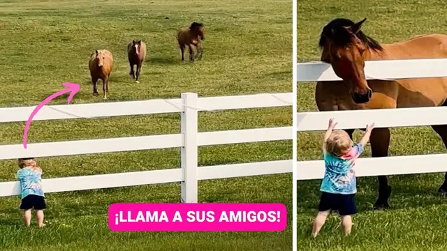 Video thumbnail for Mira lo que sucede cuando este niño llama a los caballos ??