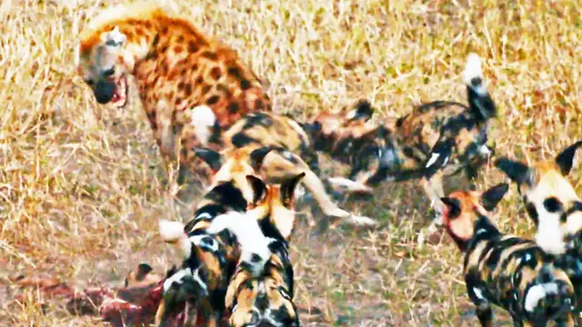 Video thumbnail for Wild Dogs Attack Spotted Hyenas to Defend Their Kill
