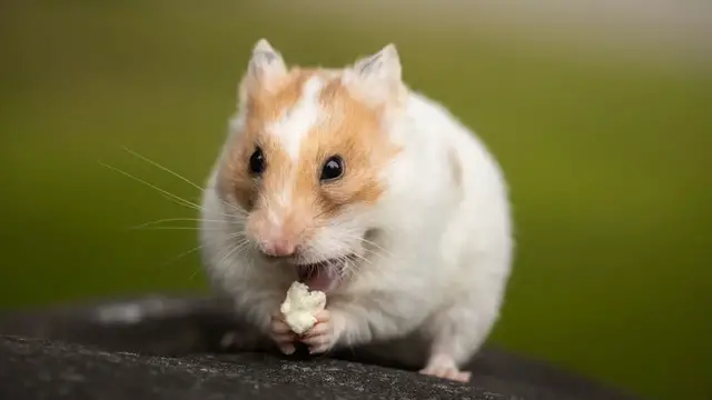 Video thumbnail for Chomik syryjski – opis gatunku, potrzeby, żywienie chomiczka syryjskiego