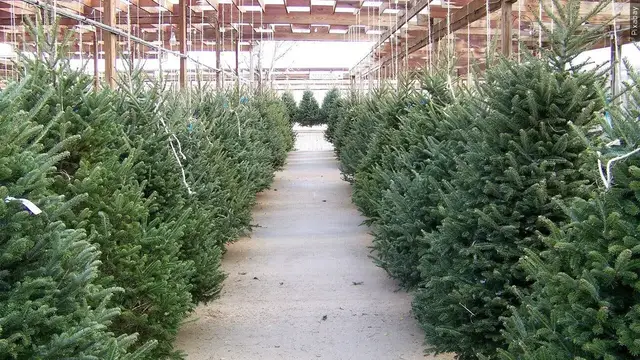Video thumbnail for Christmas Tree Pickup Underway