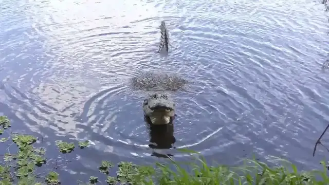 Video thumbnail for Alligator Growling: The Scary Sounds You Don't Know!