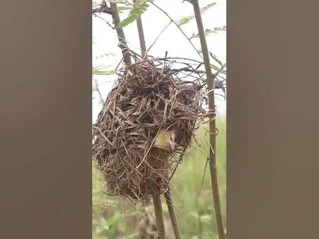 Video thumbnail for Help Babies Bird  #birds #nestegg #birdeggs #birdslover #nestling #birdnest #nature #wildlife #nest