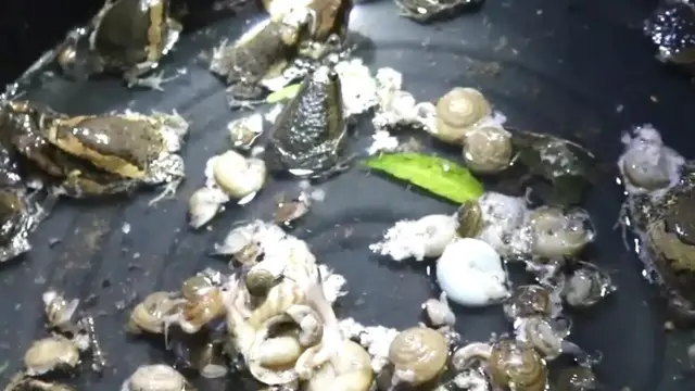 Video thumbnail for Find catch frog