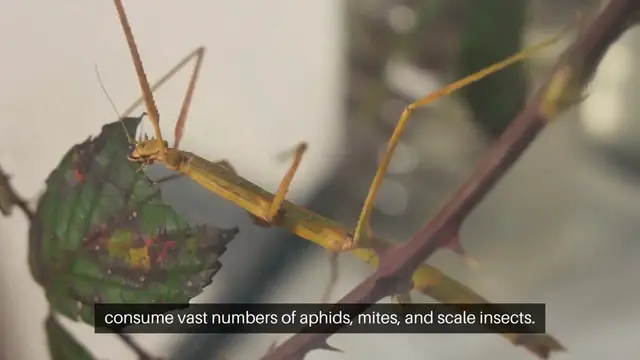 Video thumbnail for Using Beneficial Insects to Control Pest