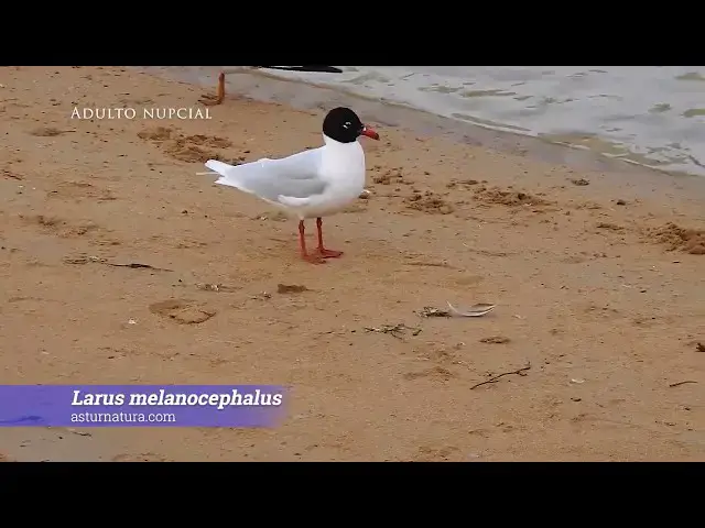 Video thumbnail for Gaviota cabecinegra (Larus melanocephalus)