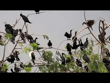 'Video thumbnail for Area wild of black bird on here | All black bird a lot'