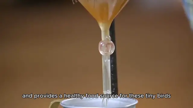 Video thumbnail for recipe for hummingbird nectar