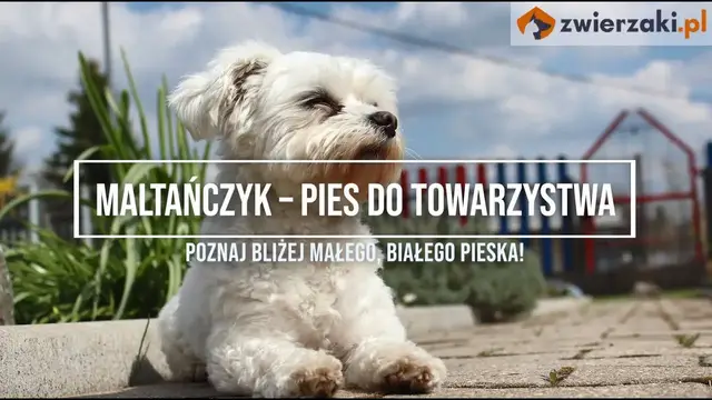 'Video thumbnail for Maltańczyk - cena, usposobienie, hodowla | Zwierzaki.pl'