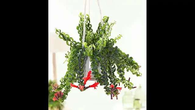 'Video thumbnail for 10 plantes retombantes à avoir à la maison'