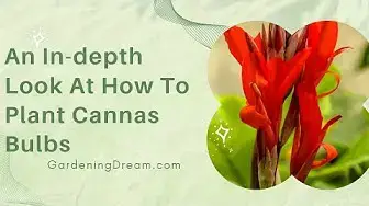 Video thumbnail for An In-depth Look At How To Plant Cannas Bulbs
