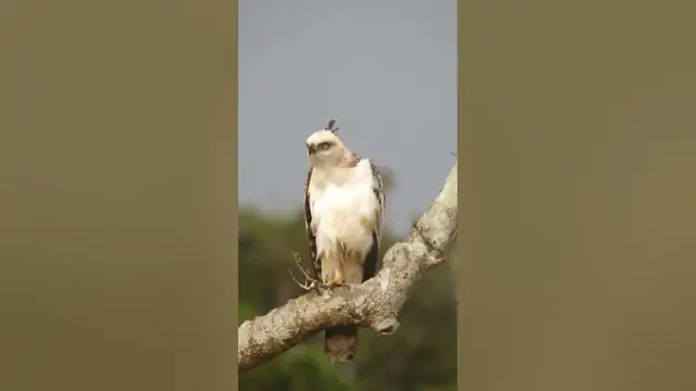 Video thumbnail for Eagle | Crested Hawk Eagle #shorts