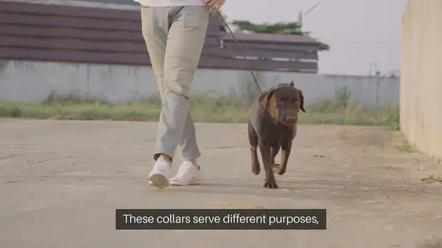 Video thumbnail for Pet Training Collars