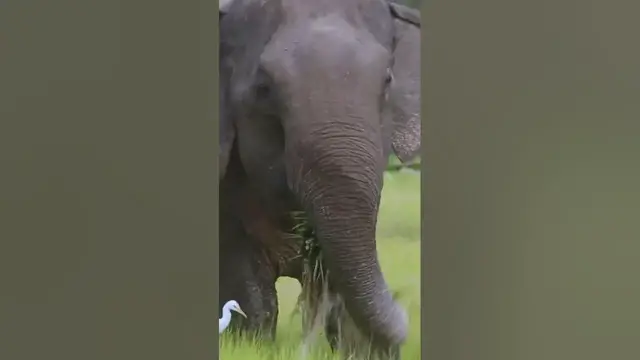 Video thumbnail for Elephant close up | eating grass in willu #shorts