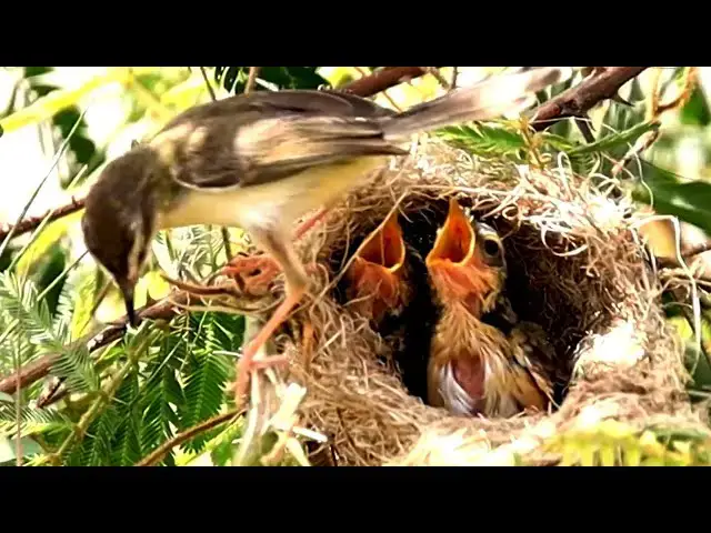 'Video thumbnail for In small nest, babie wild bird wait to cres eat on here'