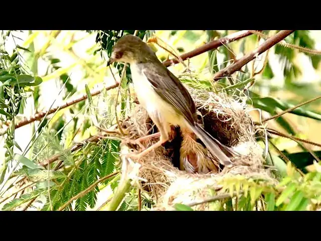 'Video thumbnail for Mother's bird clean nest after eat food all ready on nest'