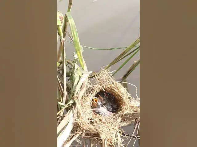 Video thumbnail for Babies waiting eat grasshopper and the ants EP#238 #birds #birdslover #finch #finchfinch #petbird