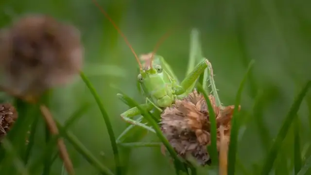 'Video thumbnail for Effective Ways to Control Grasshoppers in Your Yard'