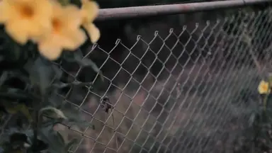 'Video thumbnail for How to Keep Rabbits Out of Your Yard: Effective Garden Protection Tips'