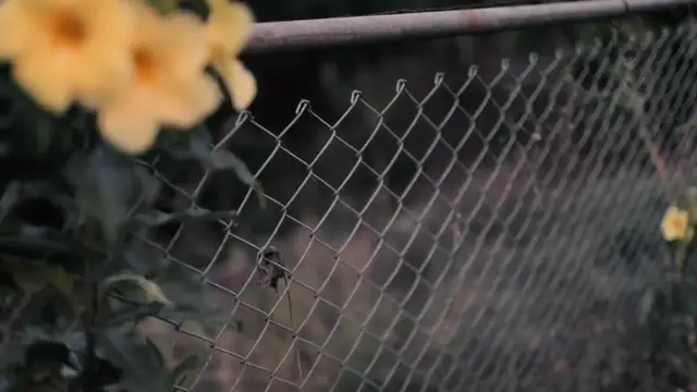 'Video thumbnail for How to Keep Rabbits Out of Your Yard: Effective Garden Protection Tips'