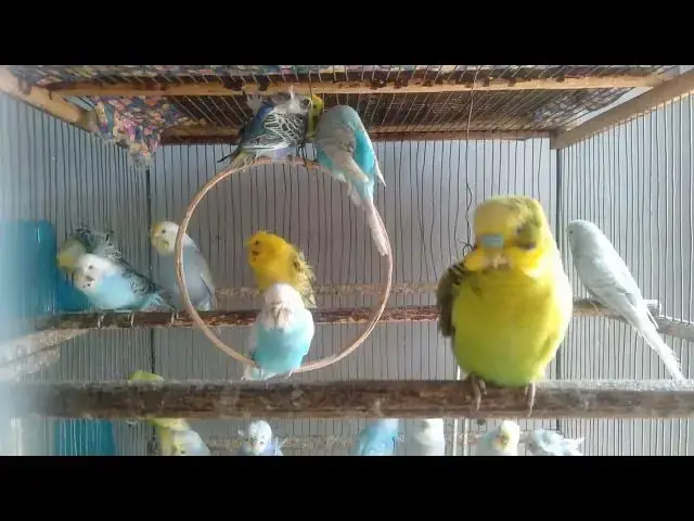 'Video thumbnail for 🕊️ 20 Min de Meditação Zen – Paz e Harmonia com Periquitos'