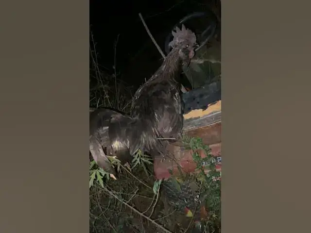 Video thumbnail for I just thought he might wanna roost somewhere else 🤷🏻‍♀️ #Rooster #Chickens #Roosting #Group7