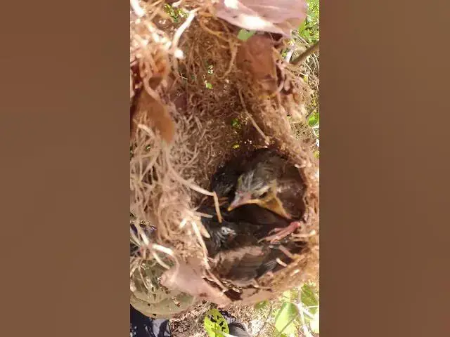 Video thumbnail for Baby Golfen Bird Sparrow #Egg-citing #Ornithology #Nature #Biodiversity #Eggceptional #Eggstraordina