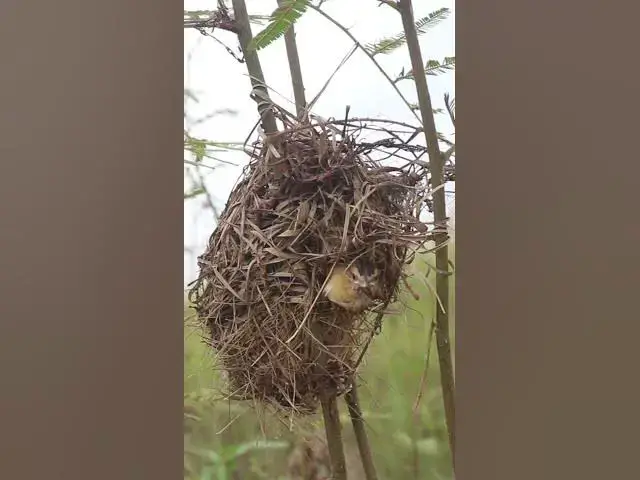Video thumbnail for Help babies Bird  #nestling #birdeggs #birdslover #nestegg #birdnest #nature #wildlife #birds #nesti