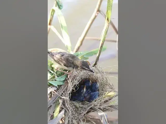 Video thumbnail for Wild Bird Feed  #birdparenting #birdwatching #nature #birdparents #birdspotting #birdslover #birds