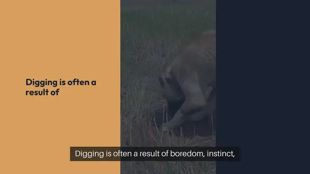 Video thumbnail for Training Dogs Not To Dig